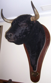 Jaranero